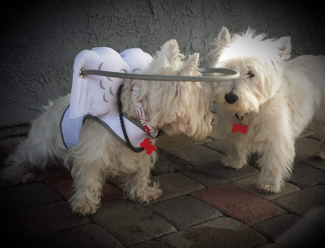 Buy Muffin’s Halo Blind Dog Harness Guide Device Help for Blind Dogs to Avoid Accidents