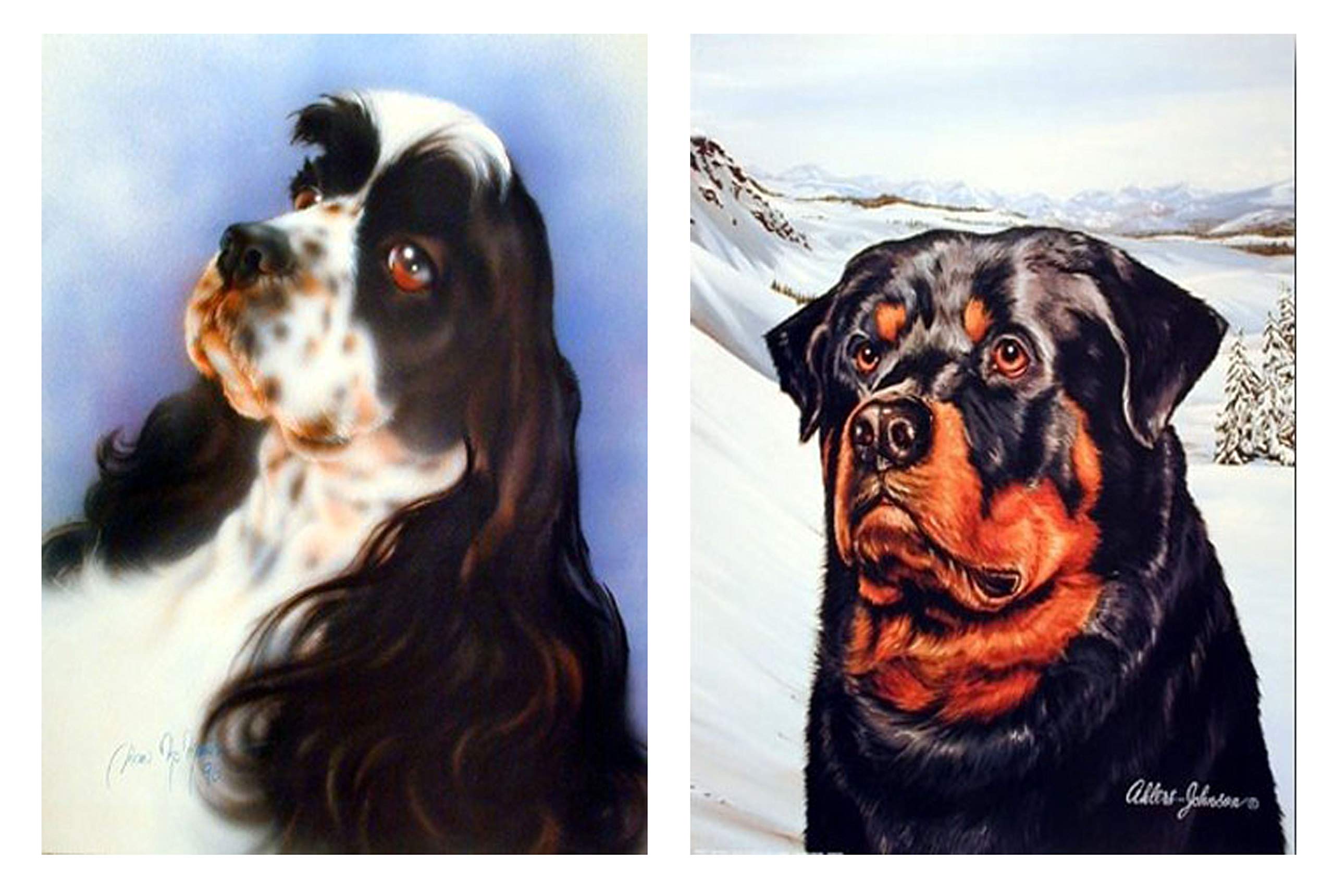 English Rottie English Rottweiler Dog