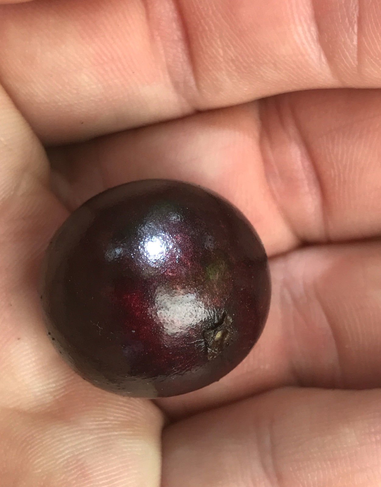 Amazon.com : Red Hybrid Jaboticaba Myrciaria Plinia cauliflora x