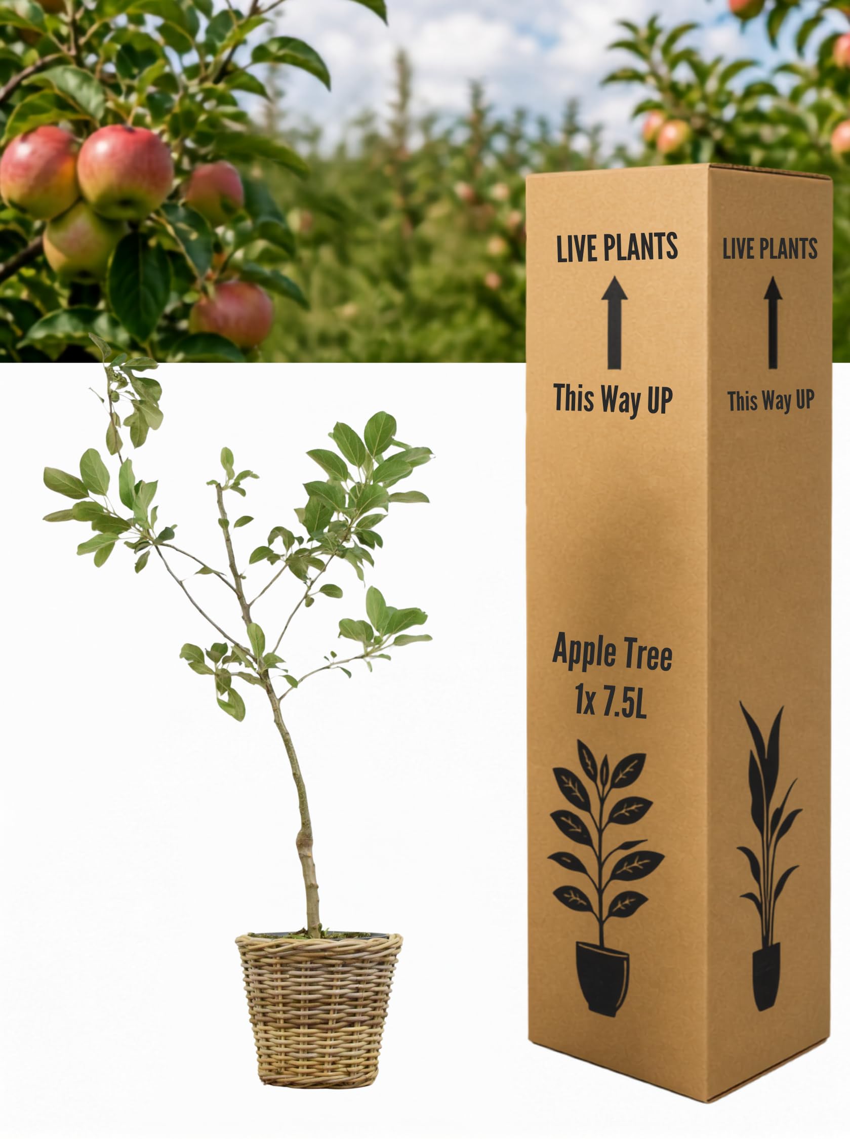 Apple Tree 7.5L with 30cm Kubo Basket – Self-Fertile Fruit Tree, 100–120cm