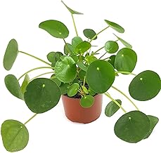 Pilea peperomioides - der Glückstaler für das Büro oder die Wohnung - der Chinesische Geldbaum für das helle Fensterbrett macht auch als UFOpflanze einen sehr dekorativen Eindruck