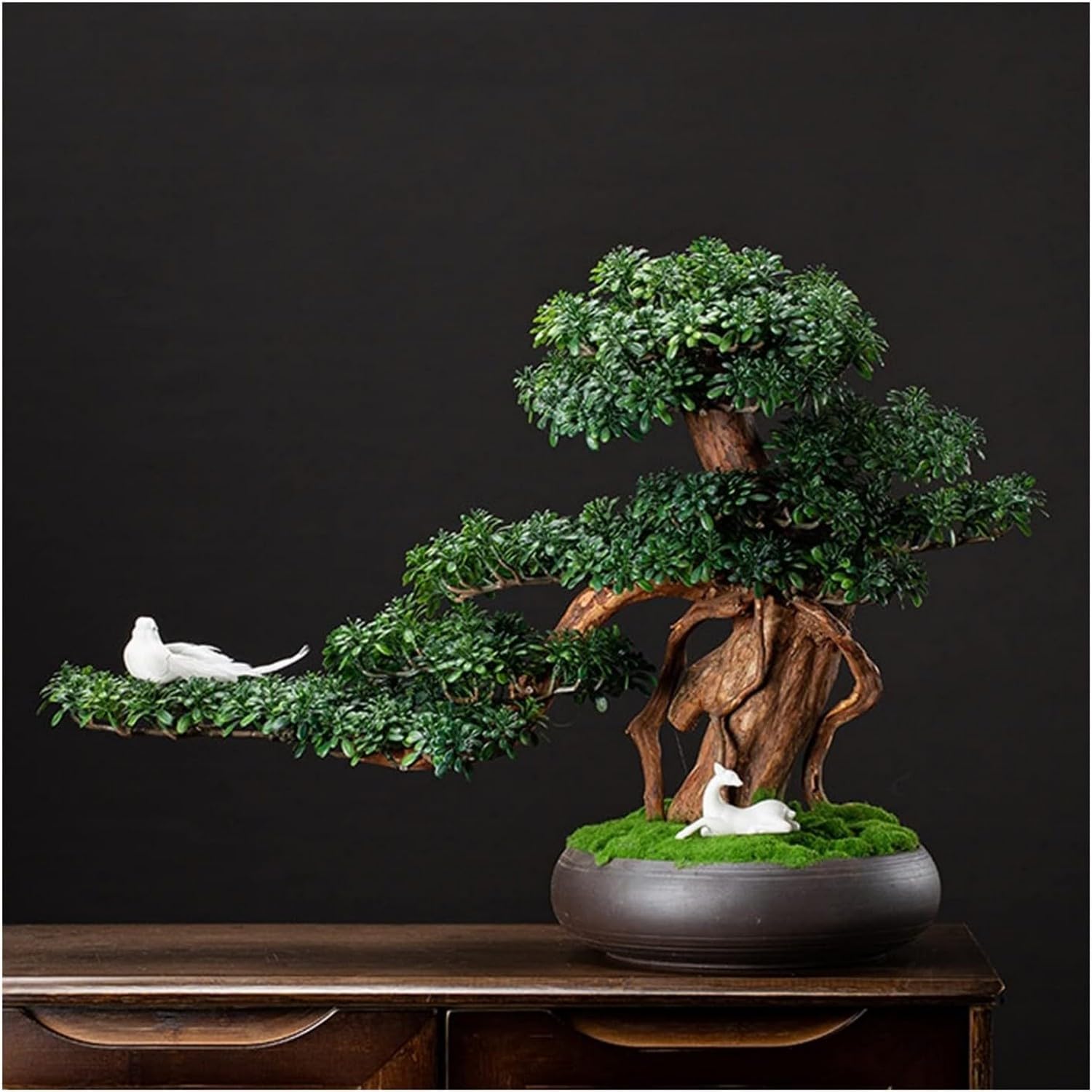 Bouquet in fiore, fiore, pianta, albero, vaso, bonsai, ufficio