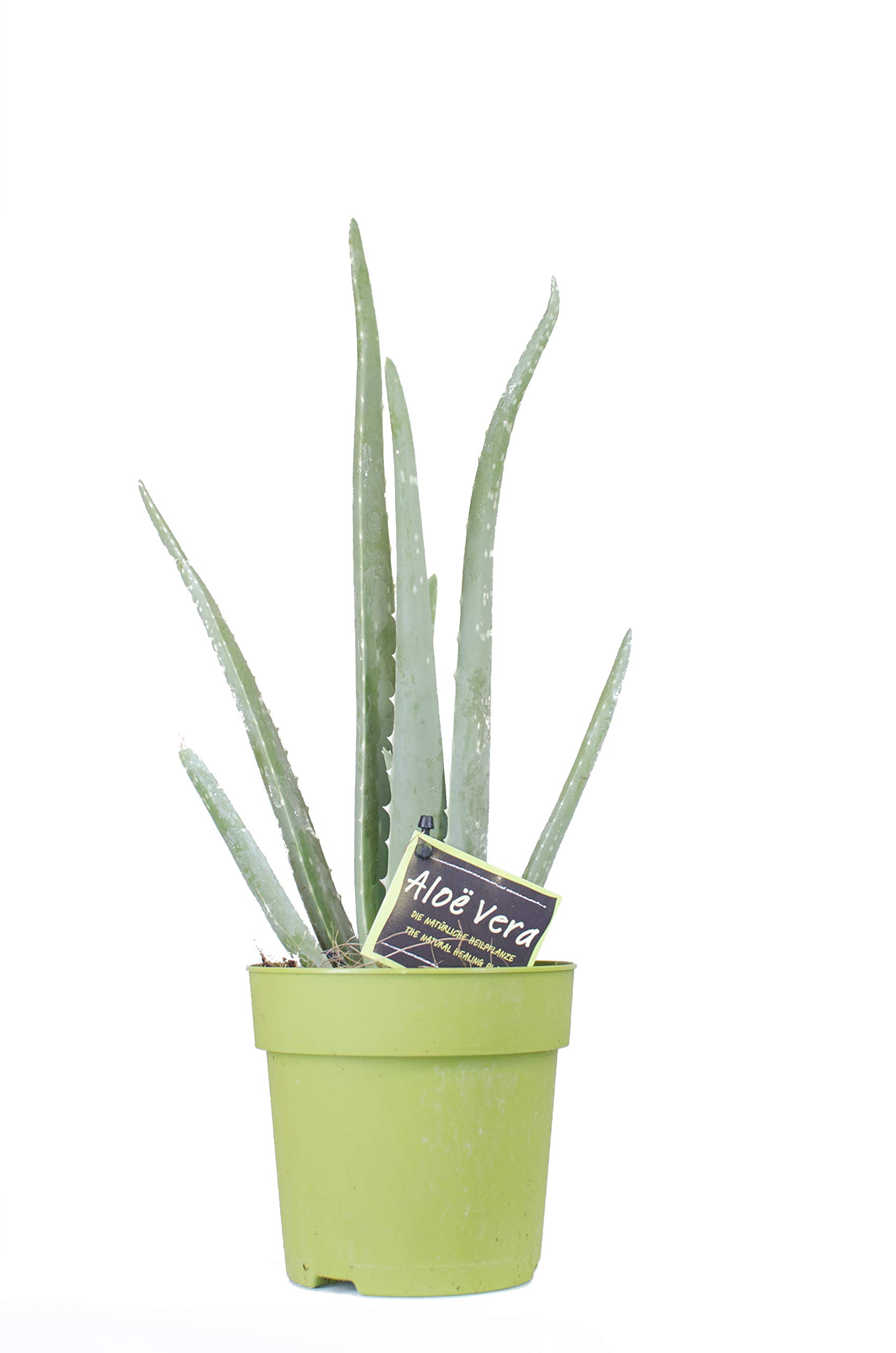 Zimmerpflanzen Set - 3 Mix - Zamiocoulca, Sansevieria, Aloe Vera - natürliche Deko und Luftverbesserung im Blumentopf - toller Mix aus Tropischen und Orientalischen Pflanzen (SET 12)