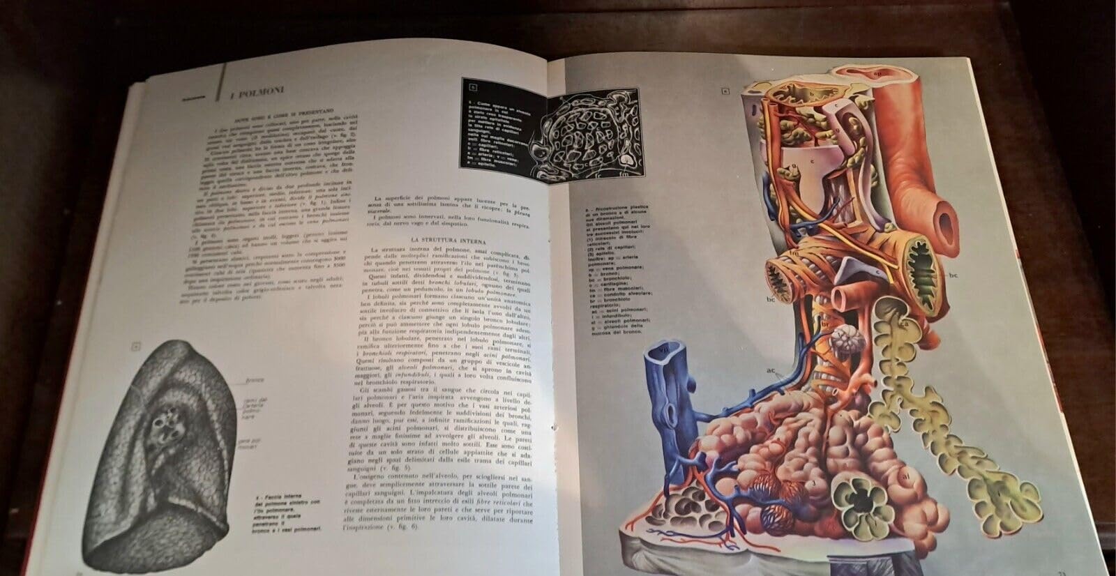 Guida Medica . Enciclopedia Medica per la famiglia Vol I a XIII