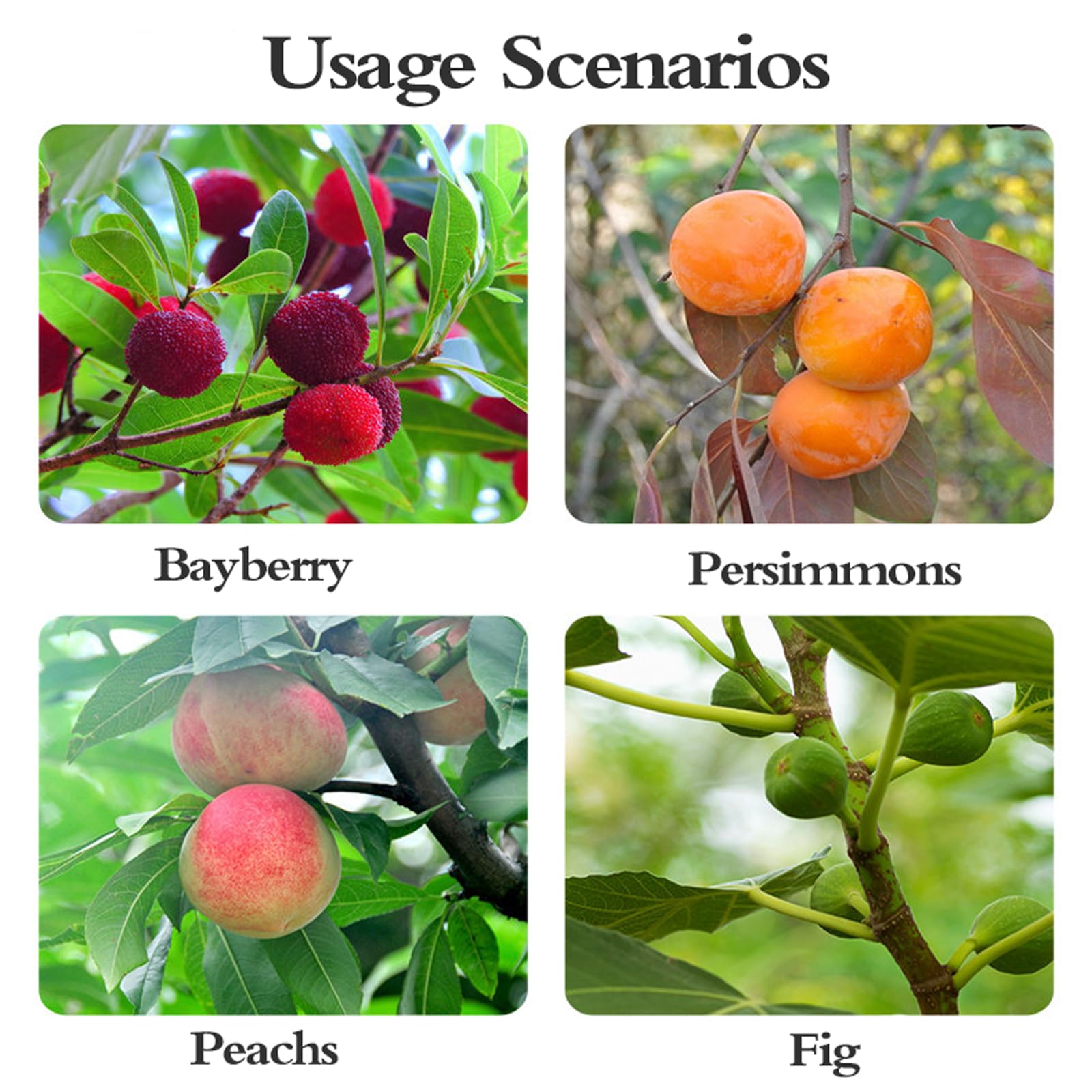 Ramasse Fruits Telescopique,Cueilleur de Fruits avec Manche Télescopique,Cueilleur de Fruits Con Sac en Coton,Facile à Assembler,Cueille-Fruits pour Pommes,Agrumes et poires