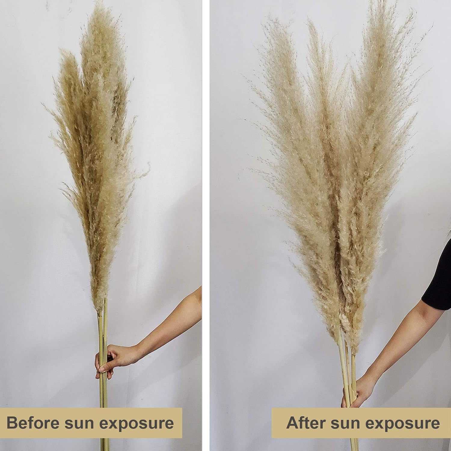 48" (4 FT) Length Pampas Grass 3 Stems - Tall Large Natural Dried Pampas for Flower Arrangements Wedding Boho Home Decor (Beige)