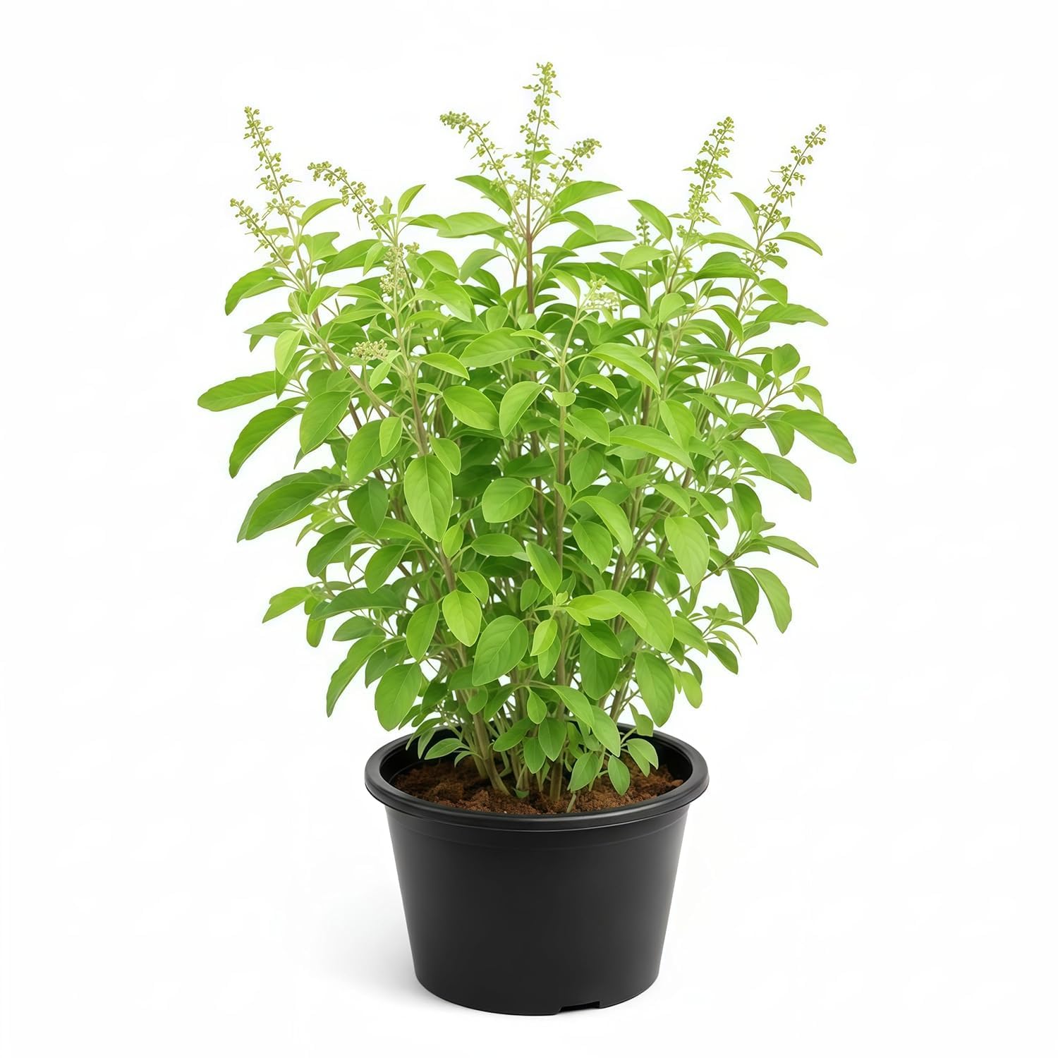 GREEN KRISHNA RAMA TULSI LIVE PLANT WITH POT – HOLY BASIL MEDICINAL AYURVEDIC HERB PLANT FOR HOME GARDEN AND PUJA-image-12