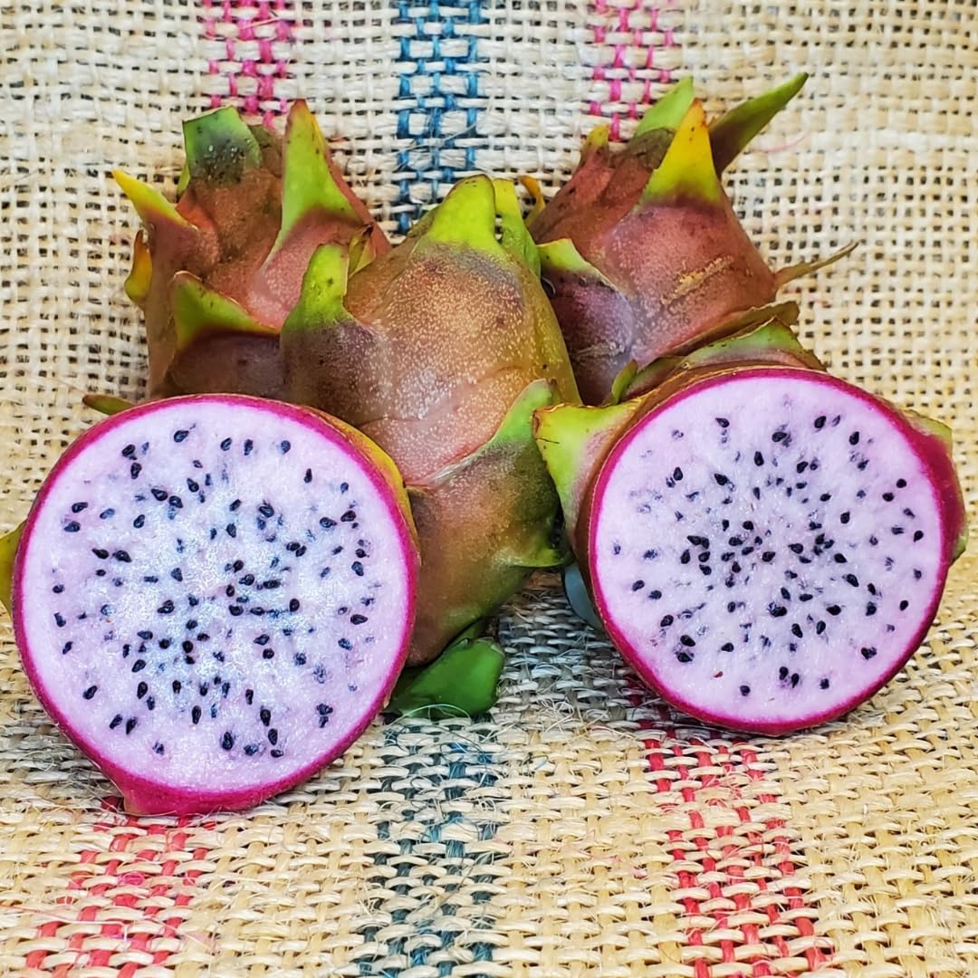 See full amazon price history chart for M-Tech Gardens Rare Dragon Fruit Plant (Pink Flesh, Hybrid) Dragonfruit Exotic 1 Live Fruit Plant M-Tech Gardens Rare Dragon Fruit Plant (Pink Flesh, Hybrid) Dragonfruit Exotic 1 Live Fruit Plant (B07ZHDTLBF) Amazon Price History, Amazon Price Tracker