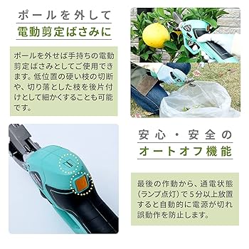 超逸品。山採りヤマコウバシ2.3M(鉢底から) 幅1.0M 楽天市場