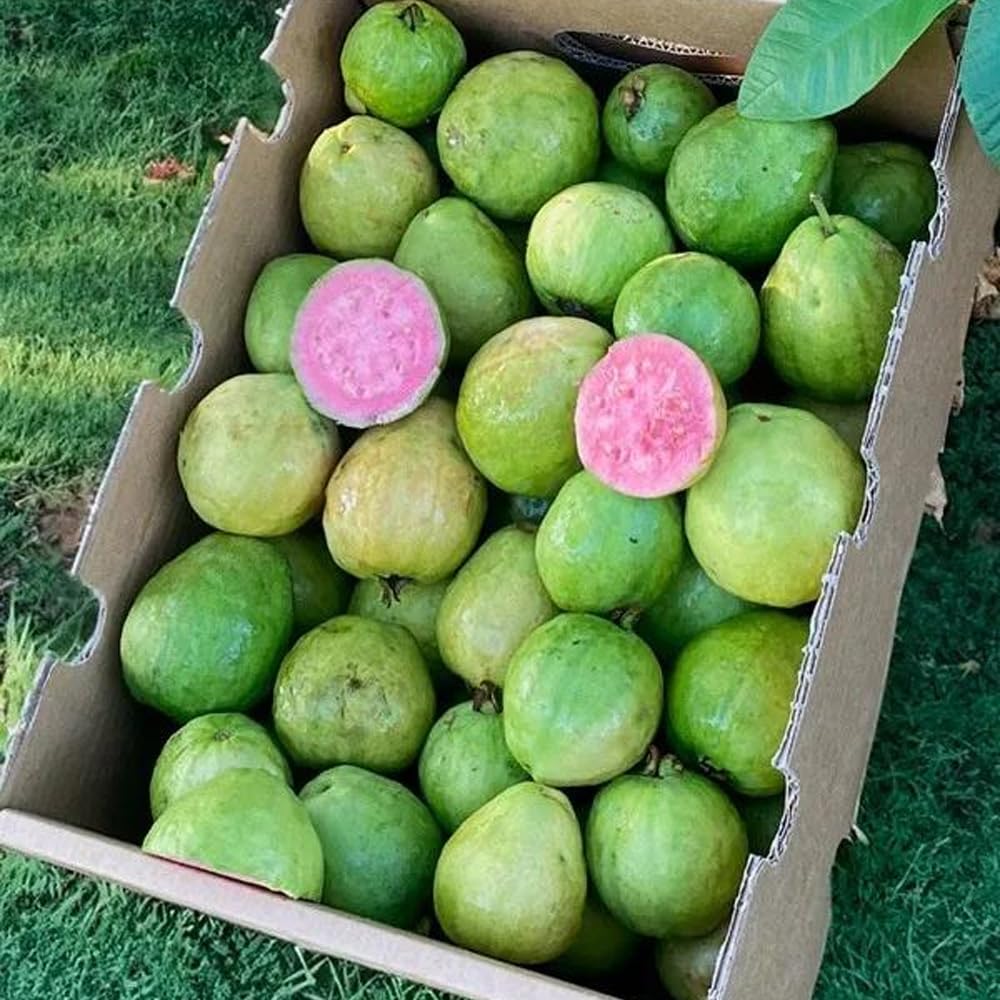 Guayabas | Comprar guayabas dulces recién recolectadas, de cultivo sostenible en España y enviadas directamente del agricultor (3 Kg)