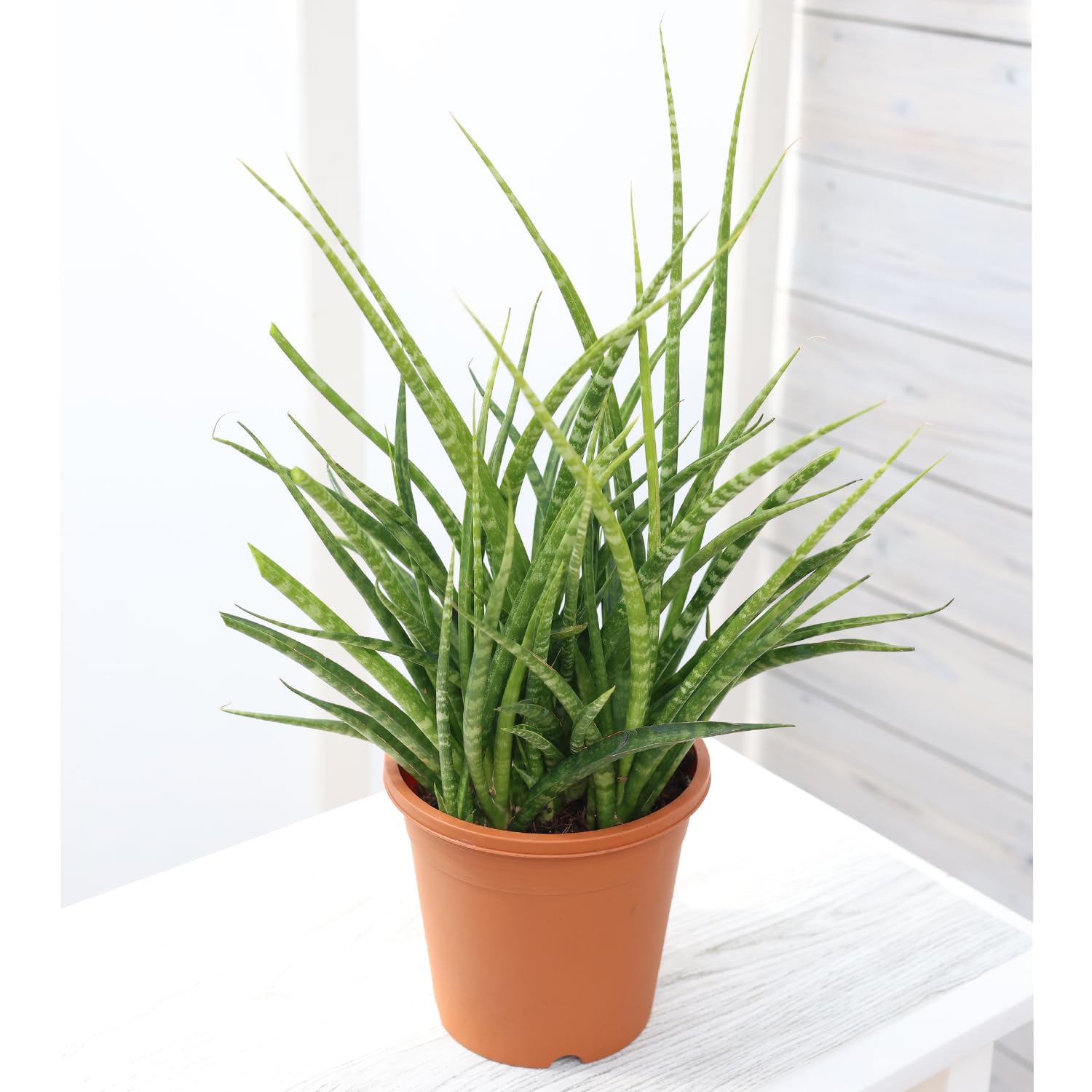 Amazon.co.jp: 観葉植物 サンスベリア ファンウッド パンク 5号鉢 1鉢