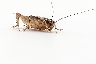 Eurocrickets Heimchen lebend, Größe 3 (8–11 mm), Mini Packung 120 Stück – Futterinsekten für Reptilien, Vögel & Amphibien product image