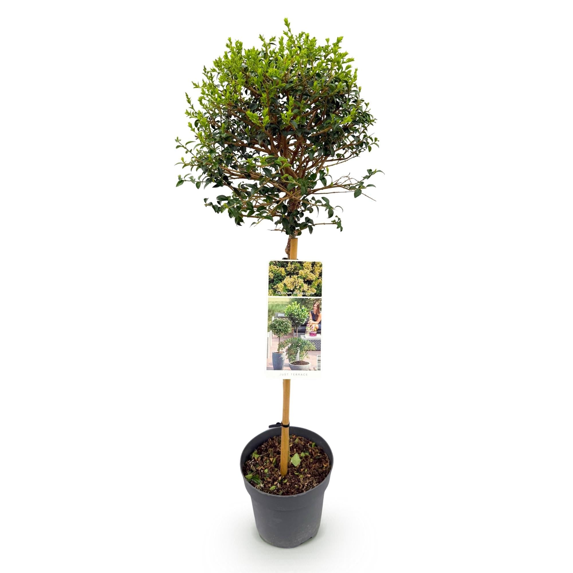Ligustrum delavayanum roślina łodygowa, zimozielona, łatwa w pielęgnacji, Ø 19 cm, wysokość ok. 90 cm, ochrona przed spojrzeniami, na taras i balkon