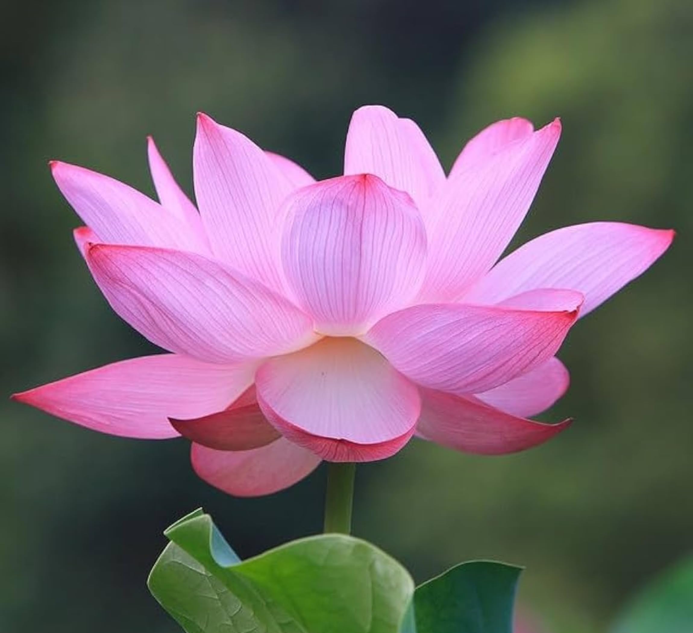 Red Lotus Plant - Blooms in 30 Days! -25