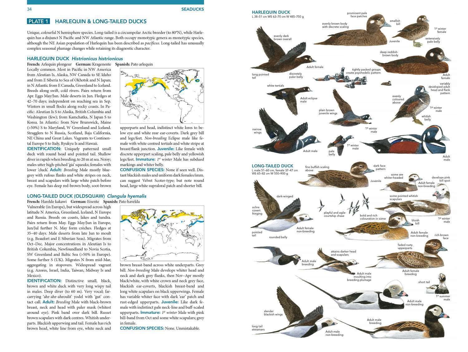 Seabirds. The New Identification Guide