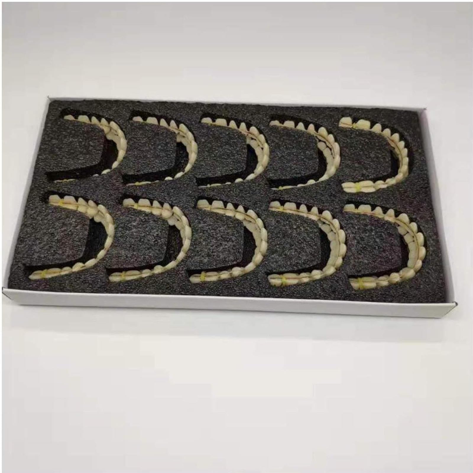 Modelo de Prótesis Dental de 10 Pares, Modelo de Anatomía Dental de Resina Sintética para Enseñanza de Exhibición de Estudio, Suministros de Laboratorio, Materiales Dentales