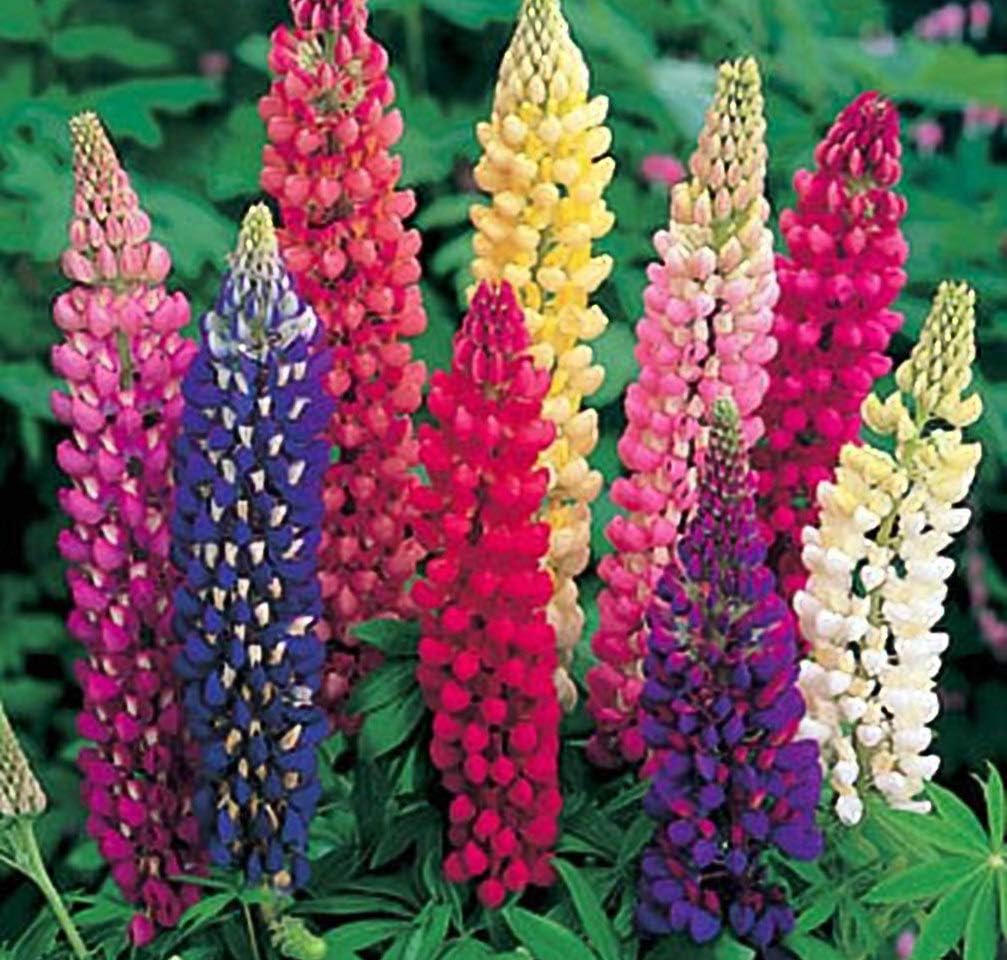 Lupine Russell Strain Mixture Nice Garden Flower by Seed Kingdom Bulk 1 Lb Seeds
