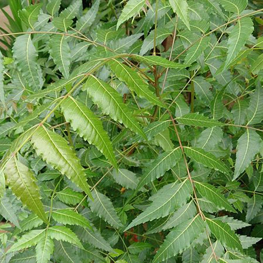 Cloud Farm Live Herbal Neem(azadirachta indica) Plant Small Bright Green Leaves Medicinal Plants for Home Garden (1 Healthy Live Plant 30cm to 45 cm) CF_06 (B0BSB3BYVX) Amazon Price History, Amazon Price Tracker