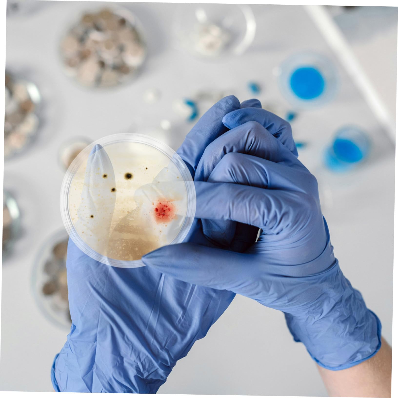 Veemoon 10piezas Placas De Petri De Vidrio Con Tapa Para Cultivos De Nutrientes Experimentos Científicos Uso Laboratorio Célula Microbiológico