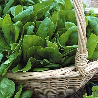 Spinach Seeds 'Medania' Hardy Annual Vegetable Garden Plants Easy to Grow Your Own at Home 1 Packet of 500 Seeds by Thompson and Morgan