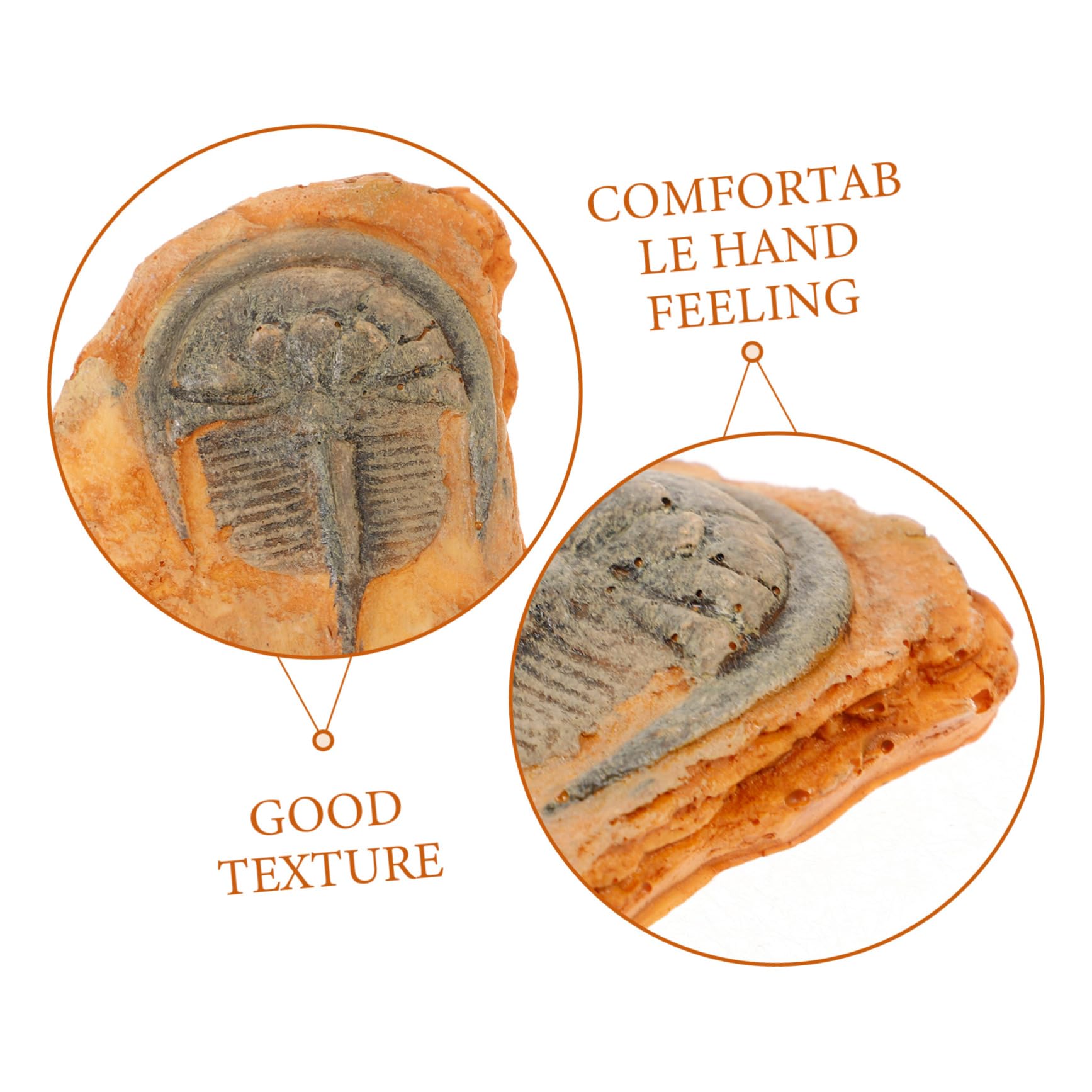 Healvian Fossiles d'insectes - Fossiles scientifiques - Fossiles d'insectes - Insectes paléontologiques - Science des insectes - Échantillon de reptiles - Lion à crinière - Décoration en résine