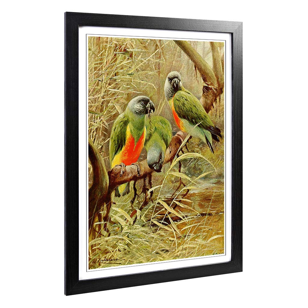 Big Box Art Framed Print of Vintage W Kuhnert Senegal Parrot Design | Wall Art Picture | Home Decor for Kitchen, Living Room, Bedroom, Hallway, Black, A2 / 24.5x18 Inch / 62x45cm