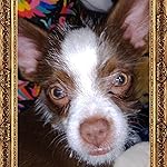 Review Image by Luckyduck Luckyduck