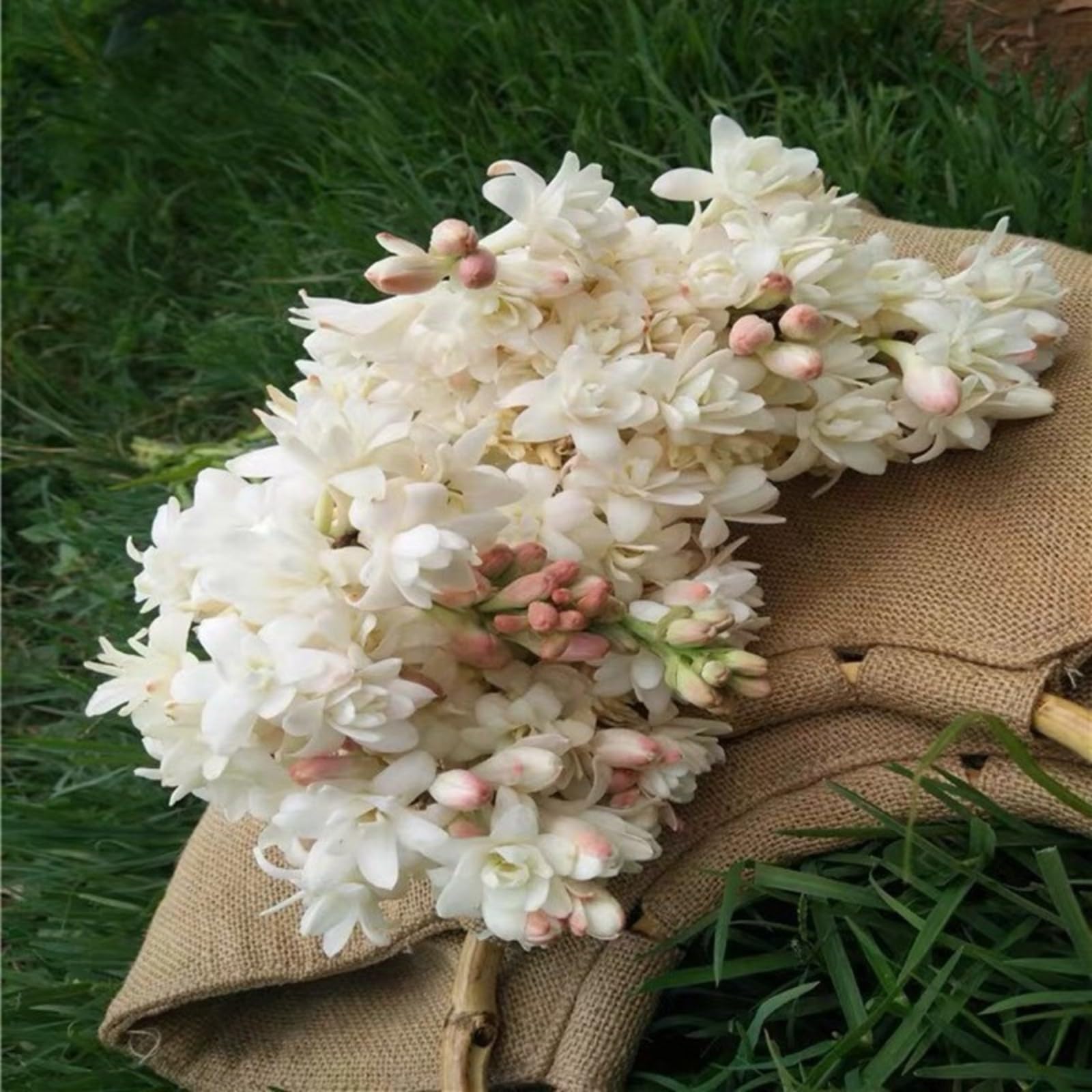 Tuberose Bulbs for Planting Now UK Ornamental Perennial Easy Plant Excellent Display Plant Bulbs Greening Flower/Good for Containers/Natural Organic -15Bulbs-C