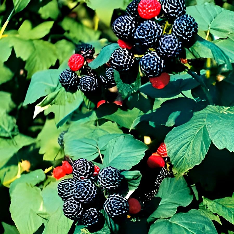 HIDDEN ENTERPRISE very sweet tropical fruit Black raspberry fruit plant tree || For Home Garden Outdoor And Indoor Plant || Pack Of_01. (B0D3MBHFDK) Amazon Price History, Amazon Price Tracker