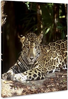 3dRose, Belize, Jaguar in the Jaquar Preserve - SA02 GJO0158 - Greg Johnston, Museum Grade Canvas Wrap 16x20