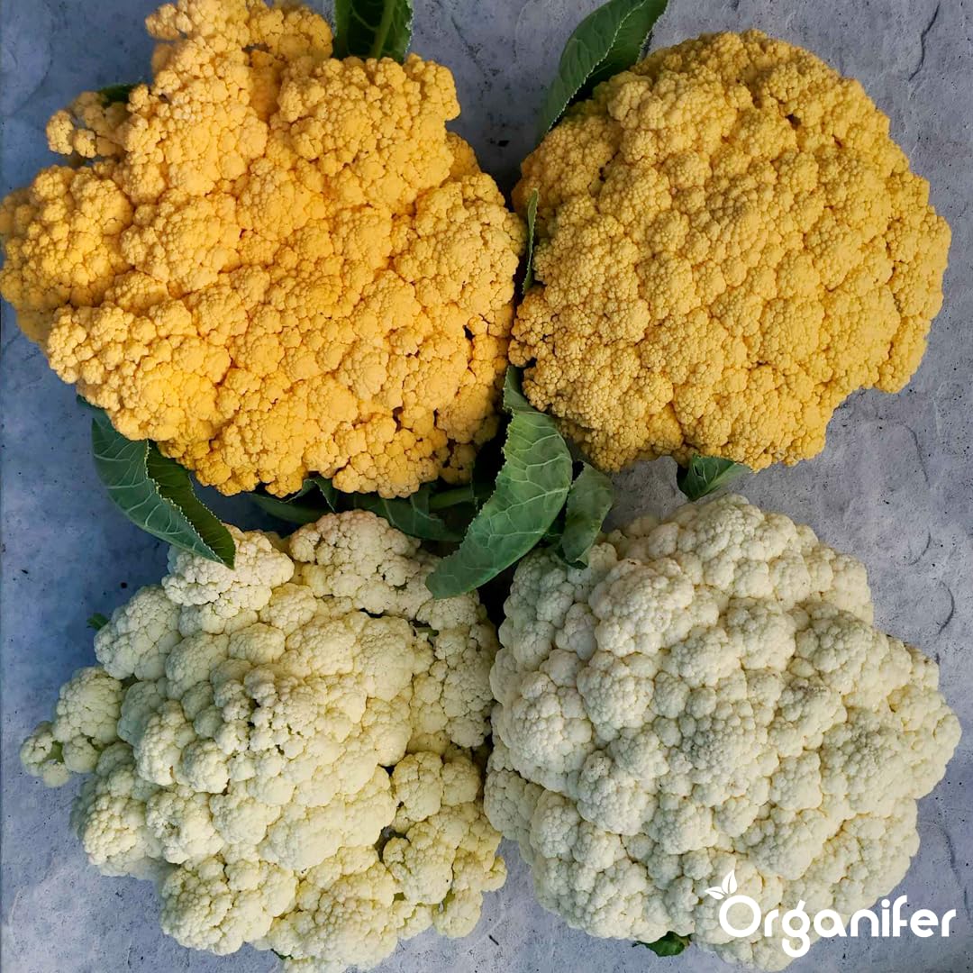 Blumenkohl Flüssigdünger - 10L - NPK 2-1-8 | Flüssig-Pflanzendünger Für Kräftige Köpfe & Gesunde Blätter - Fördert Wurzeln & Vitalität - Organifer
