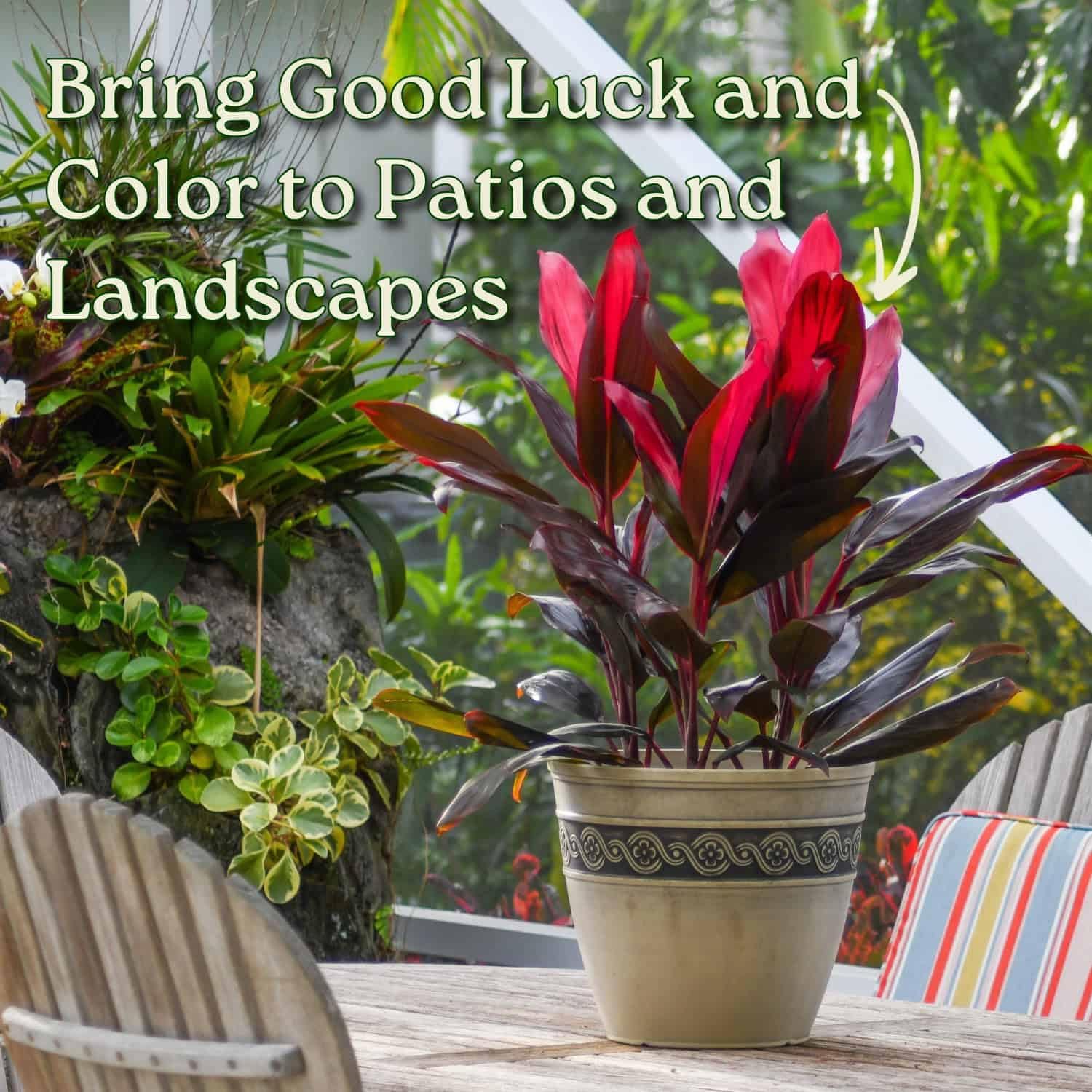 Hawaiian Ti Cordyline Plant - Tropical Foliage Plant - Overall Height 26" to 32" - Tropical Plants of Florida (Plant + Fertilizer + Soil)