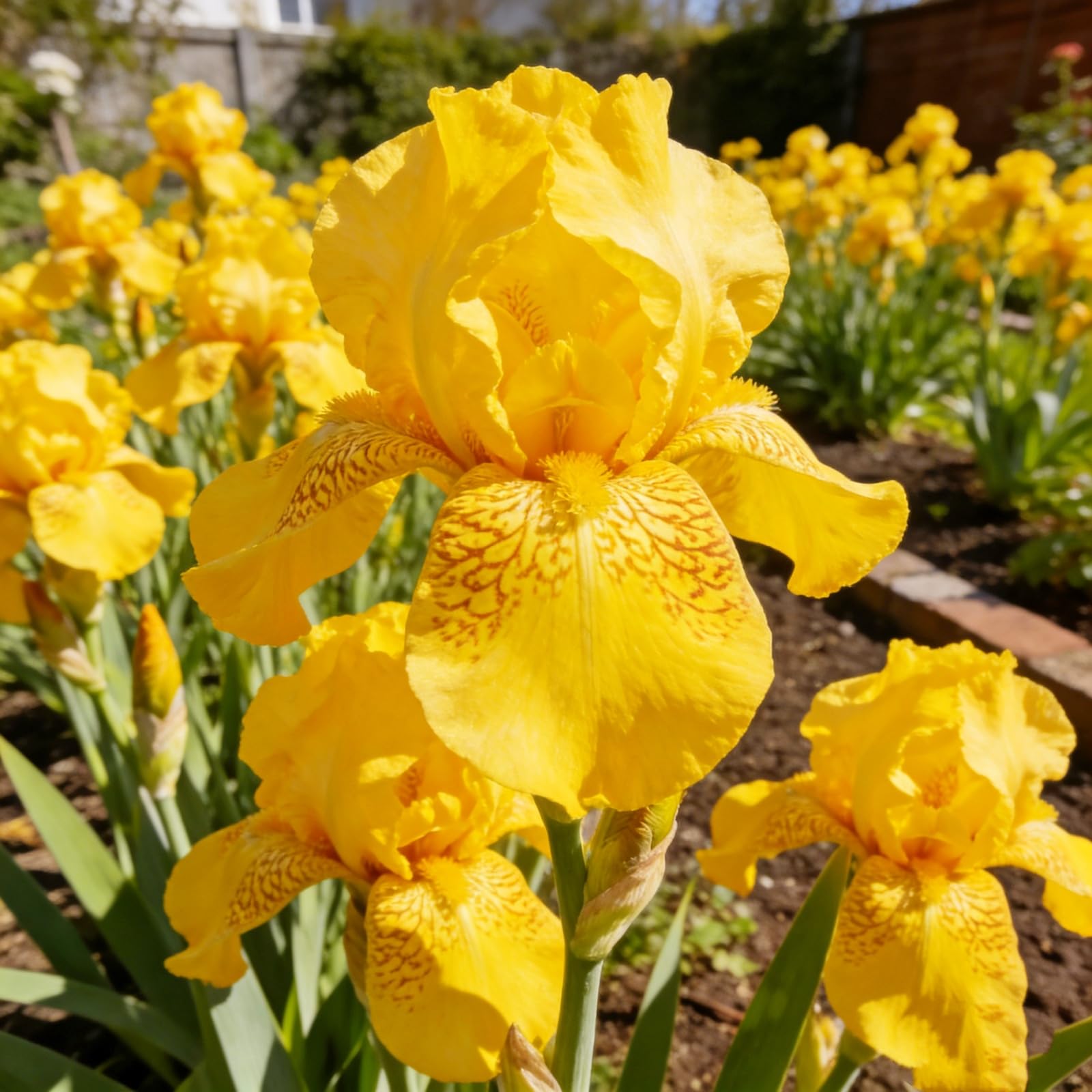 Iris Bulbs Mix Bulk - Iris Plant Root Excellent Display - Bearded Iris Rhizomes - Indoor Perennial Balcony Garden Bulbs-10 Bulbs-b