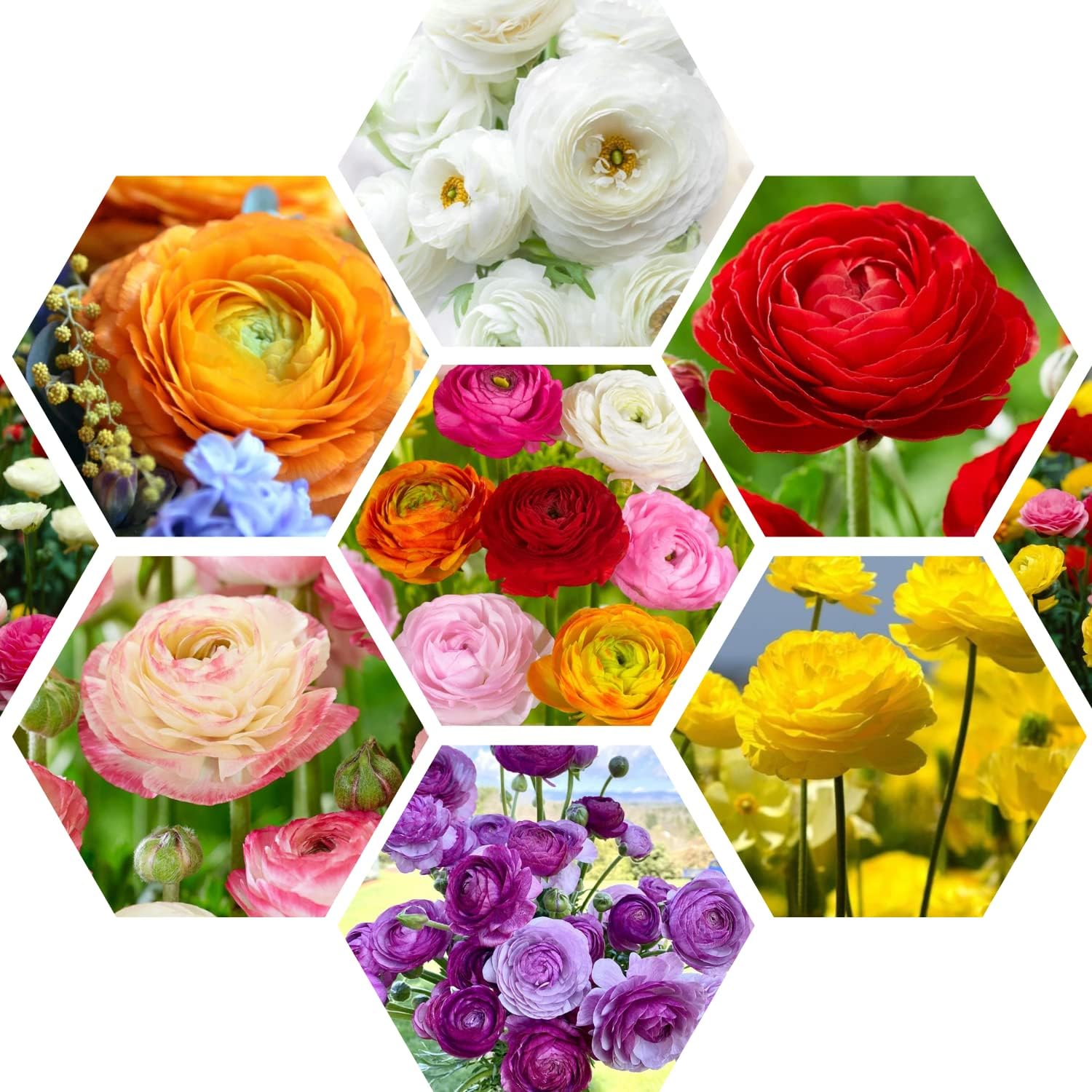 Ranunculus Bulbs for Planting, 25 Colorful Mix Ranunculus