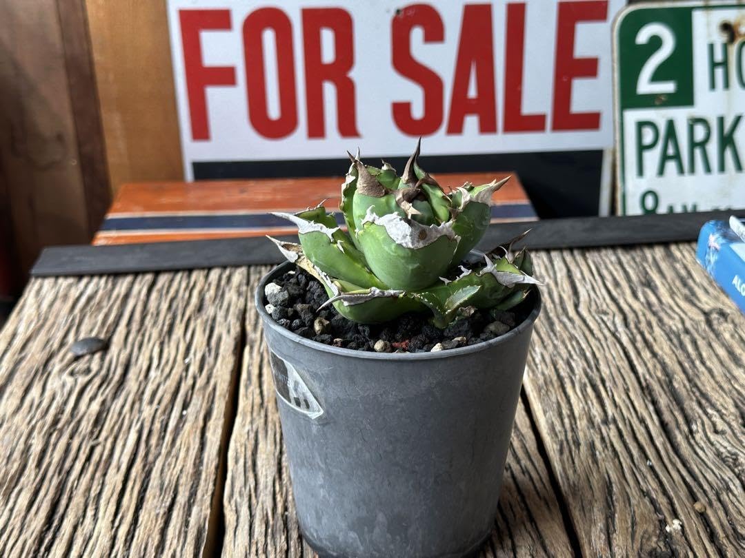 Amazon.co.jp: 台湾 dennis産 白焔 子株付 agave titanota ホビー 