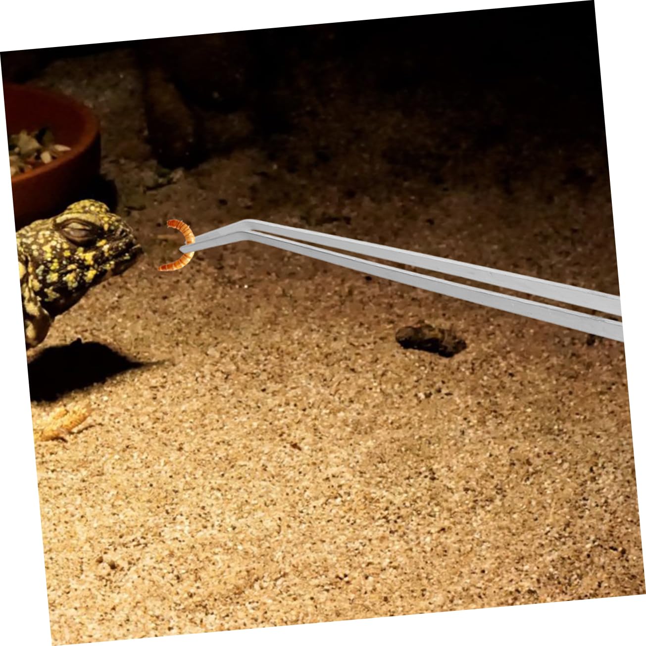 Toddmomy 10piezas para Alimentación De Reptiles De Metal Diseño De Mango para y Terrarios Herramienta Práctica para y Reptiles
