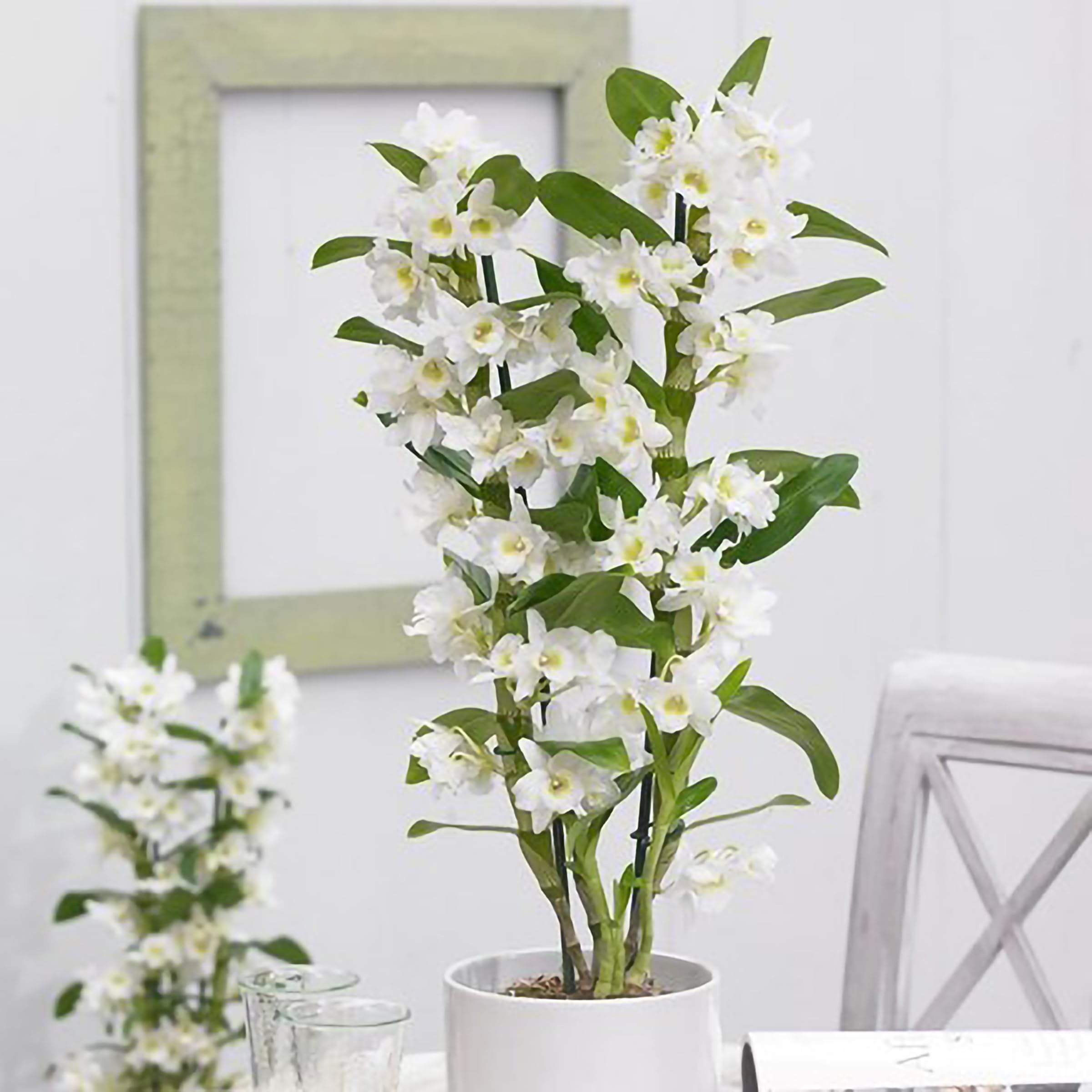 60cm Dendrobium Spring Dream Apollon Orchid Plant Houseplant 12cm Pot