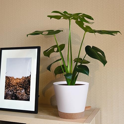 Miniatura 5 de Paquete de 5 macetas de riego automático, juego de macetas de plástico de 6 pulgadas, macetas de riego inferior con cuerda absorbente y platillo,