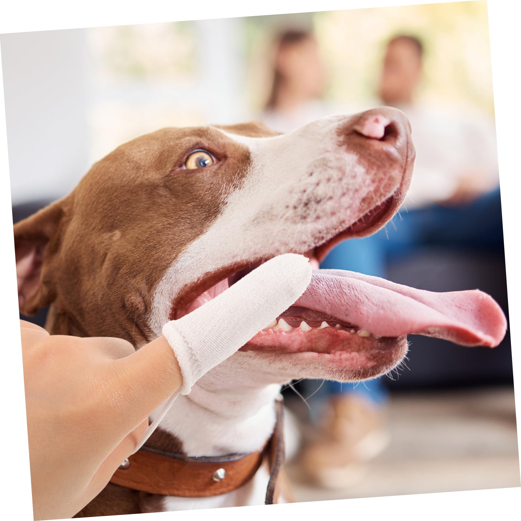 GRIRIW 10pcs Dog Toothbrush Finger Brush Small Dog Care Pet Cleaning Glove Comfortable Pet Brush Portable Pet Oral Care Tool