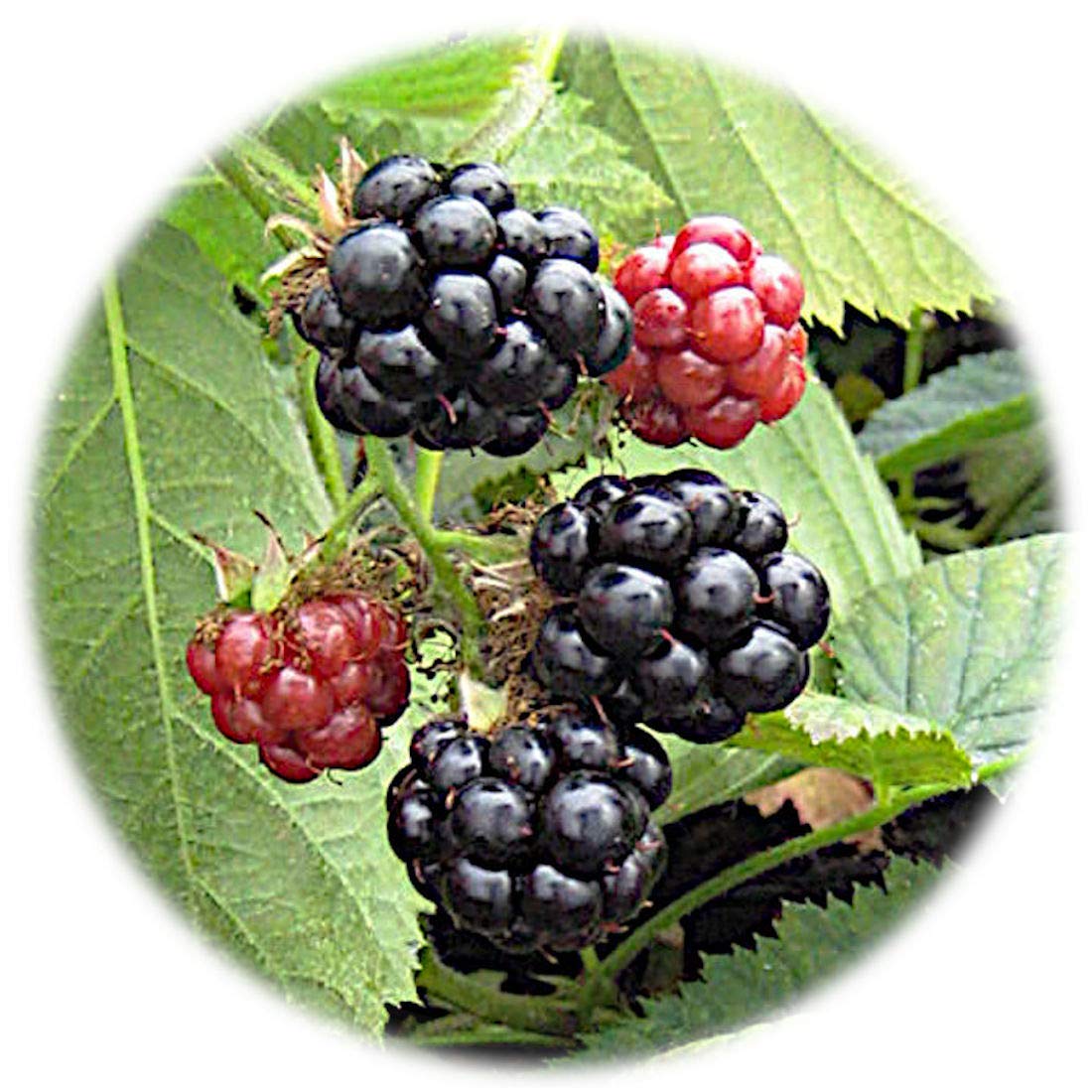 多肉植物 ブラックベリー(2) 【人気セール，定番人気】