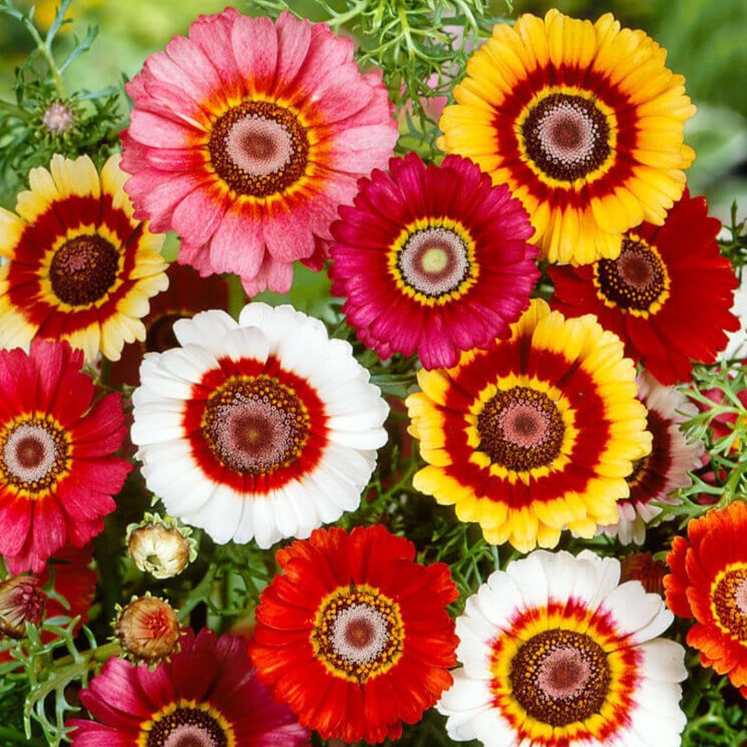 1000+ Perennial Painted Daisy Rainbow Mix Flower Seeds for Planting Outdoors-Chrysanthemum Carinatum Flower Garden Seeds Fragrant Butterfly