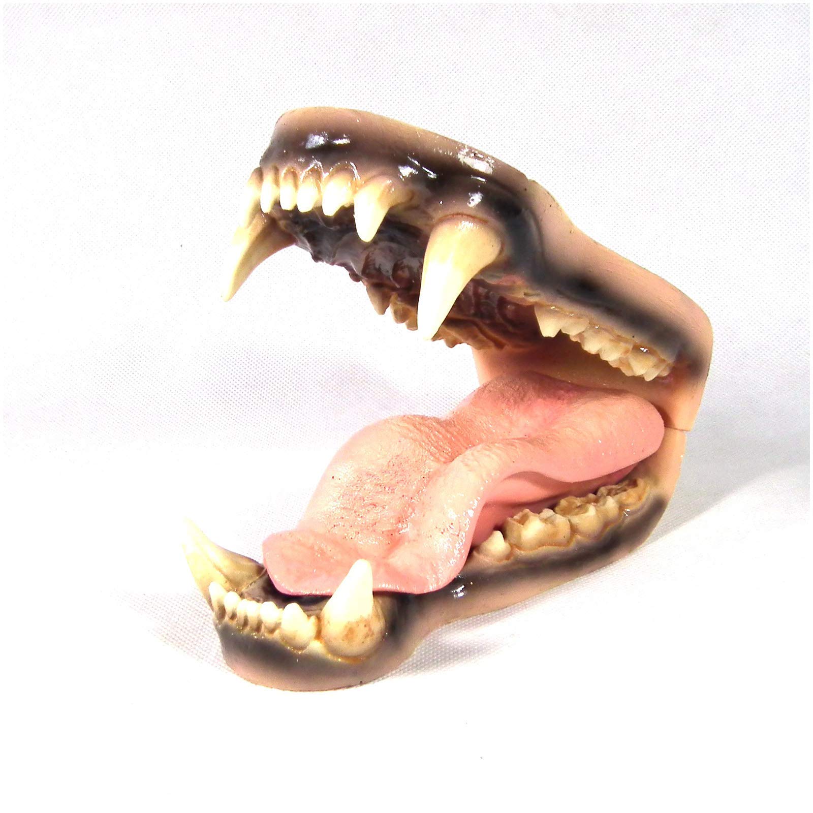 Amazon.co.jp: 動物の歯の教育モデル-ホッキョクグマの歯の解剖学