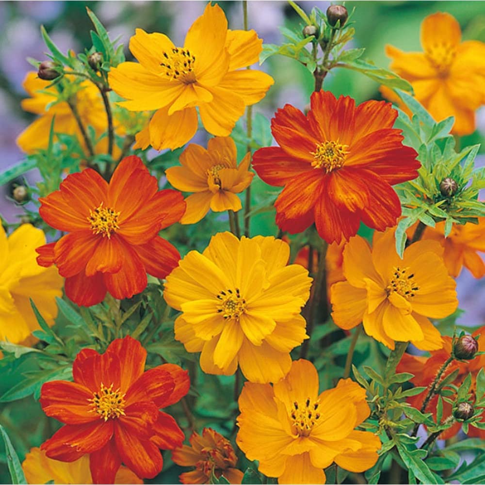 Cosmos Bright lights - Bright yellow cosmos for gardens - By Splendour Seeds