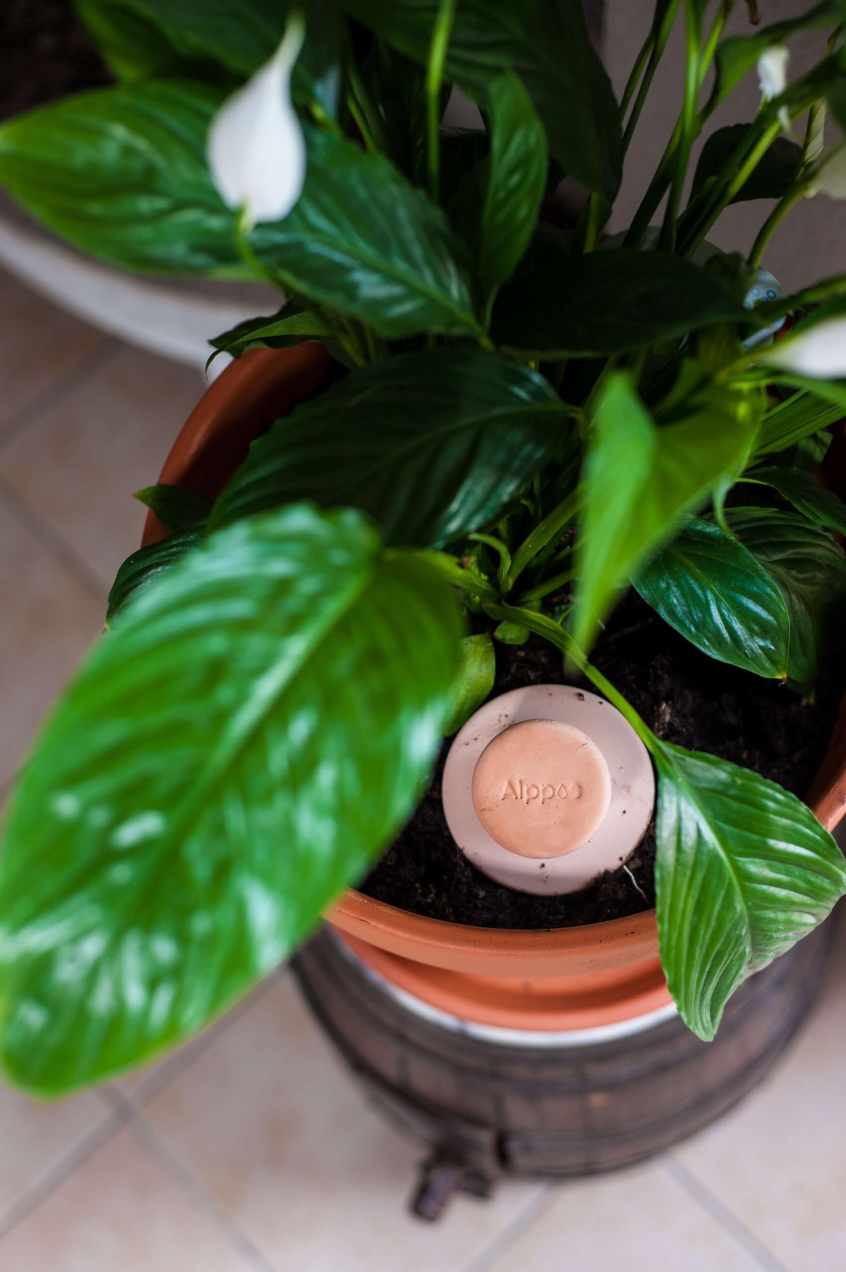 3 Oyas à Enterrer 500 ML en Terre Cuite Naturelle avec Couvercle – Arrosage Automatique Écologique pour Plantes d’Intérieur et d’Extérieur – Autonomie Jusqu’à 1 à 2 Semaines