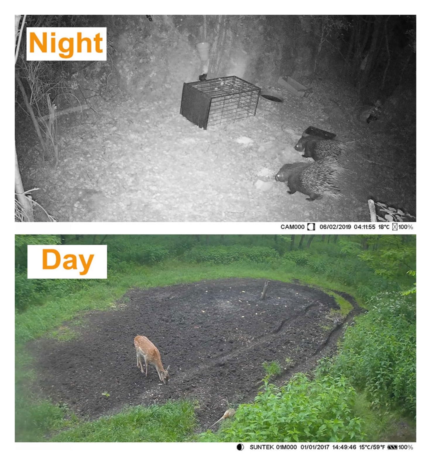 Kamera leśna, Kamera Myśliwska Kamery Obserwacyjne SMS/MMS/SMTP 2G 20MP 1080P HC810M Fotopułapki Wyzwalacz 0,3s Pułapka Czasowa Dzika Przyroda Bezprzewodowa