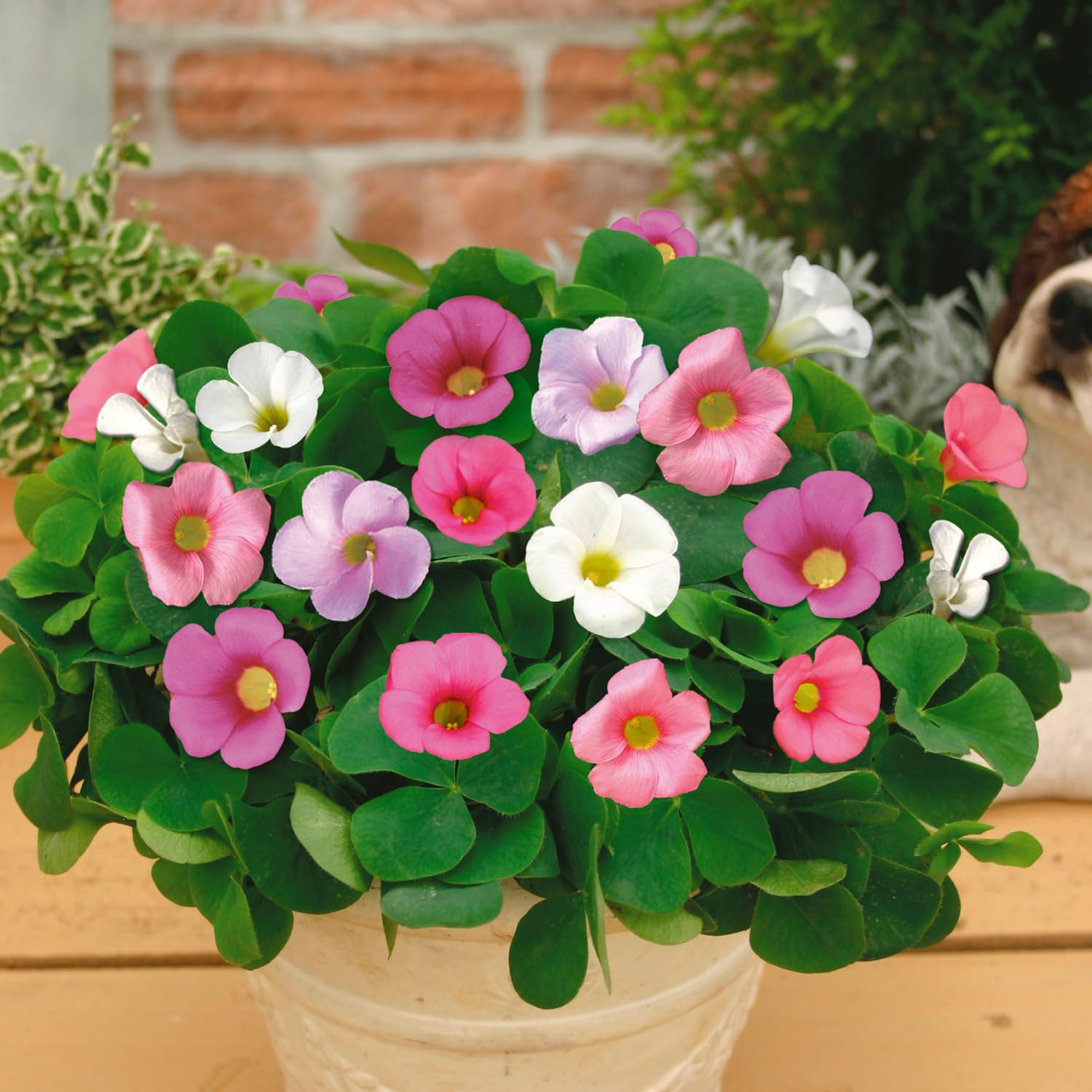 Amazon | はなみどり オキザリス バリアビリスミックス 球根 30球色