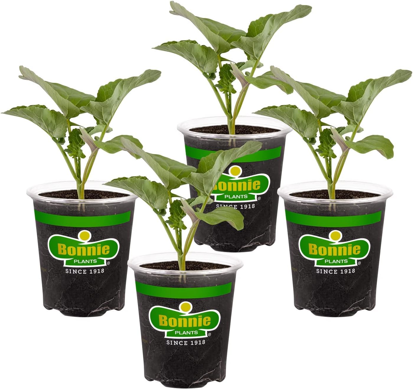 Lieutenant Broccoli 19.3 oz. 4-pack