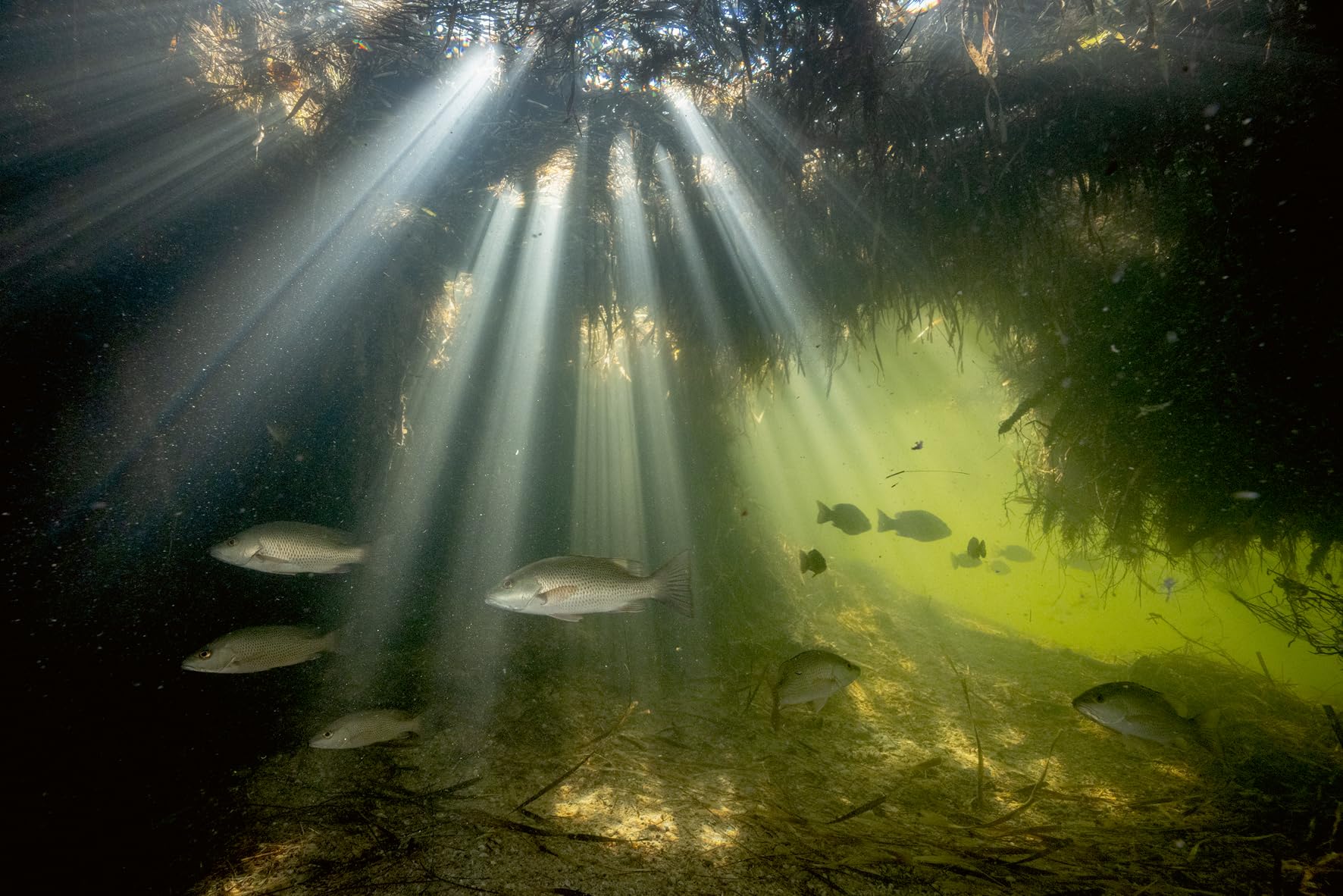 American Amazon: Ancient Forests and Living Waters of the Wild Southeastern US