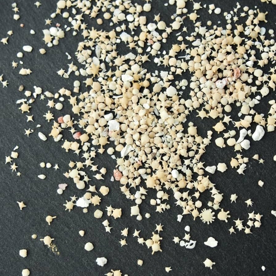 貝殻です。質問してください。 Amazon.co.jp: 【貝殻の問屋さん】ホタテ貝殻（国産） 12cm