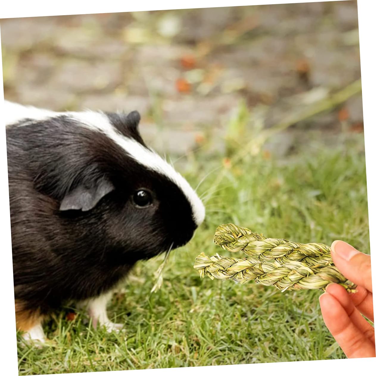Beaupretty 18pièces Jouets à Mâcher pour Animaux De Compagnie Snacks pour Rongeurs Entraînement De Molarité pour Chinchilla Hamster Et Jouets Herbe pour Petits Animaux